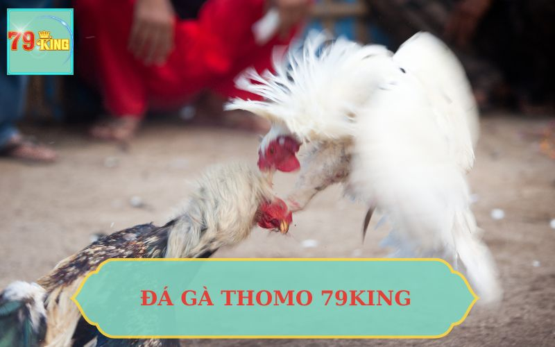 Đá Gà Thomo 79king2 - Trải Nghiệm Những Trận Đấu Kịch Tính